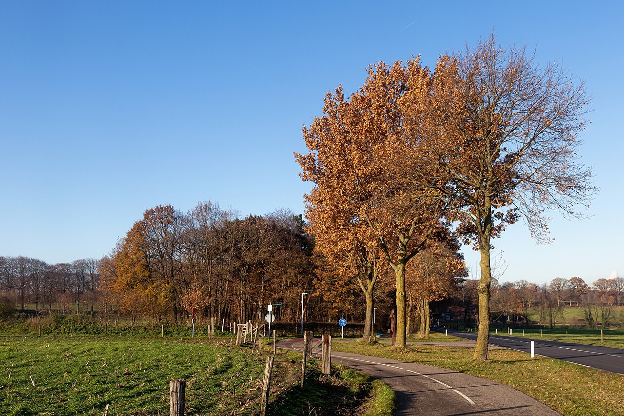 Trees along Zevenheuvelenweg between Berg en Dal and Groesbeek.