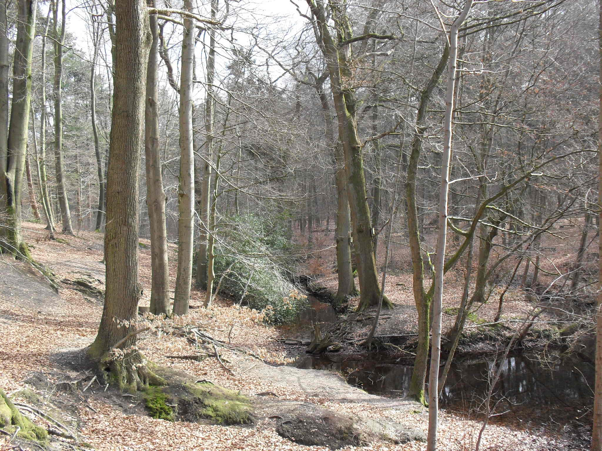 Forest path between tall trees in the Klever Reichswald.