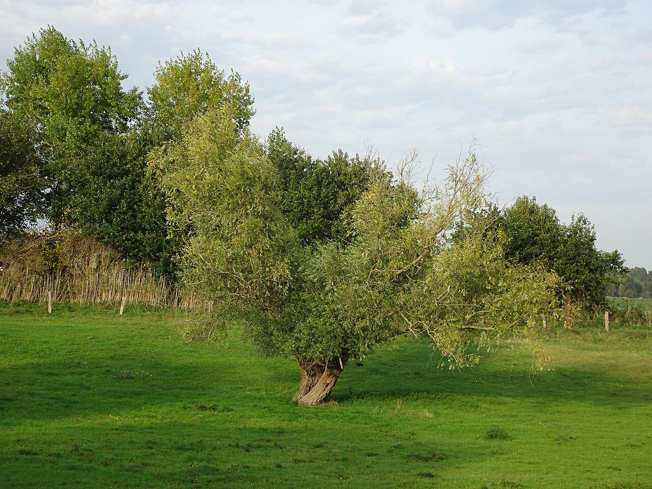 Landscape in Salmorth nature reserve.