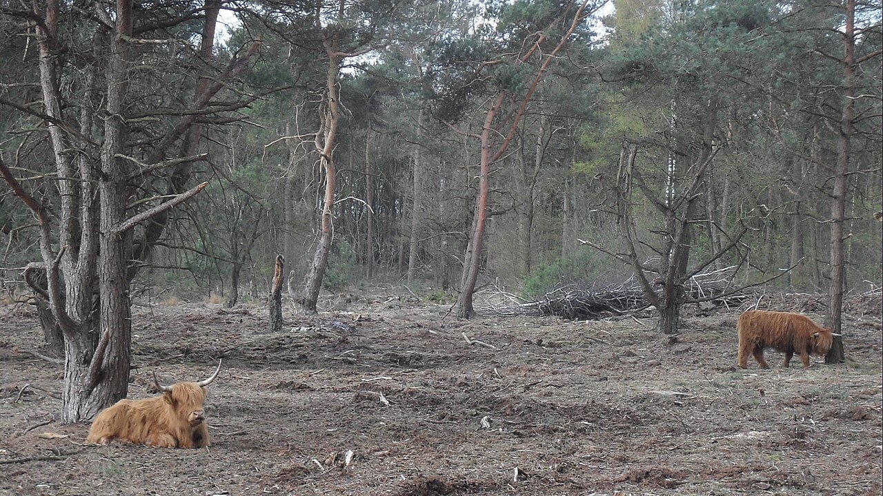 The Quin near Afferden in De Maasduinen National Park.