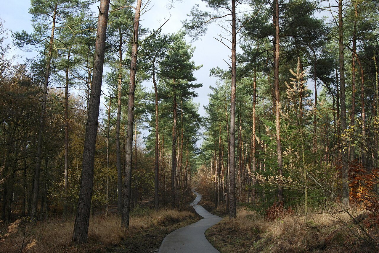 An autumn woodland path illustrating seasonal change.